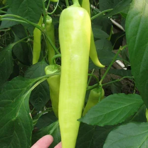 paprika fortesse online prodaja semena