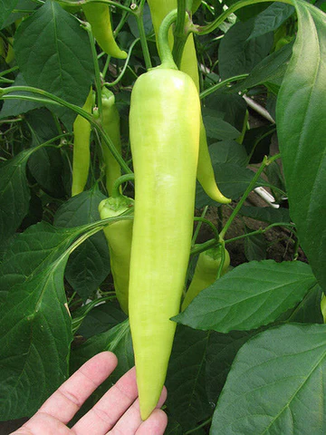 paprika fortesse