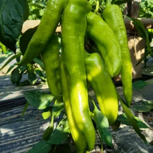 paprika ringo