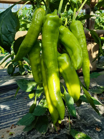 paprika ringo