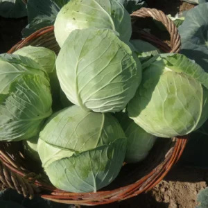 kupus gaja