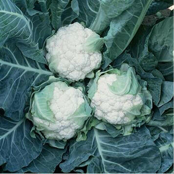 karfiol lecanu