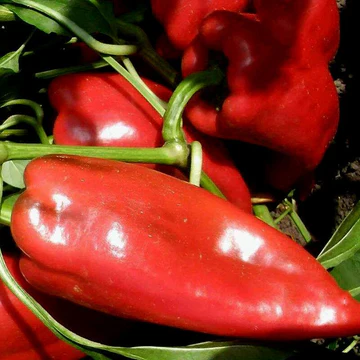 paprika kaptur