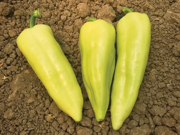 paprika riesling
