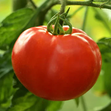 paradajz uragan
