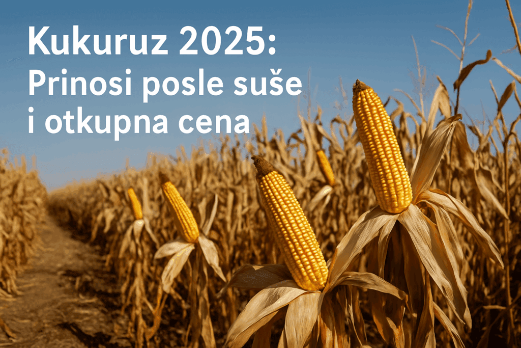 Kukuruz 2025: Prinosi posle suše i trenutna otkupna cena