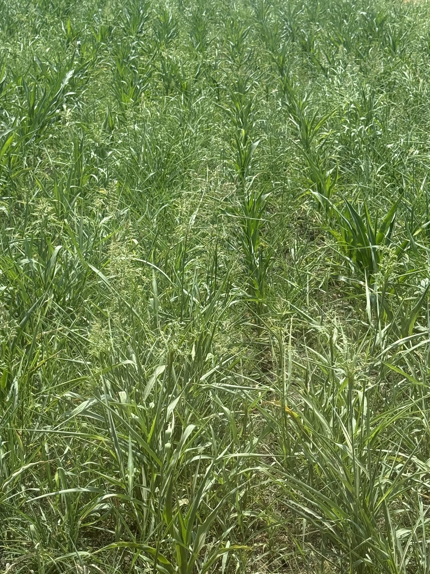Korov u kukuruzu: Kako ga prepoznati, zašto je opasan i kako ga suzbiti