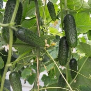 Kornišon Monolit F1