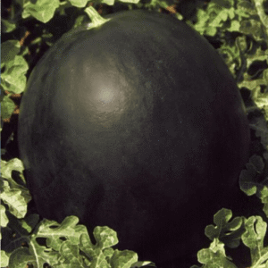 lubenica perla negra f1