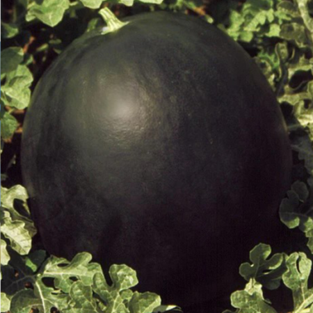 lubenica perla negra f1
