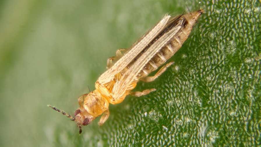 Insekticid protiv tripsa: najbolji preparati u povrtarstvu 2025