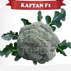 brokoli kaftan f1