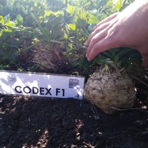 celer codex f1