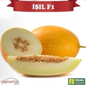 dinja isil f1