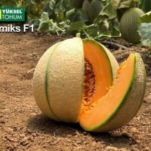 dinja minimiks f1