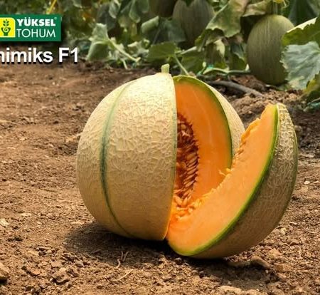 dinja minimiks f1