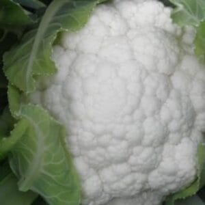 karfiol bianca f1