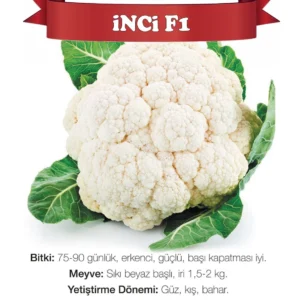 Karfiol Inci F1 | 1000sem