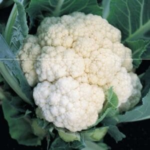 karfiol white excel f1