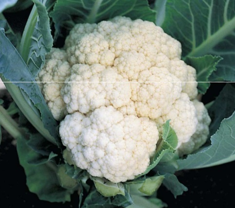 karfiol white excel f1
