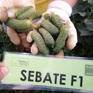 Kornišon Sebate F1 | 1000sem