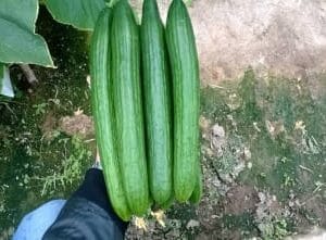 krastavac golia f1