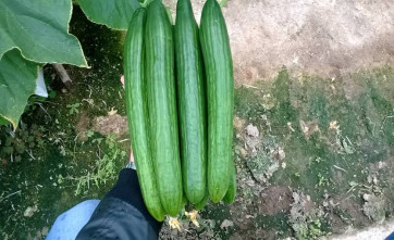krastavac golia f1
