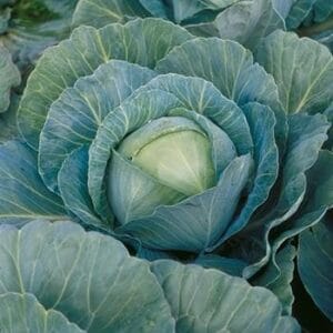 kupus kilaherb f1