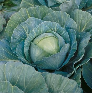 kupus kilaherb f1