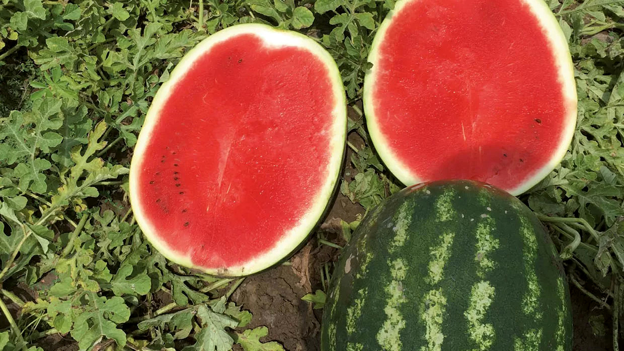 lubenica nun 21613 f1