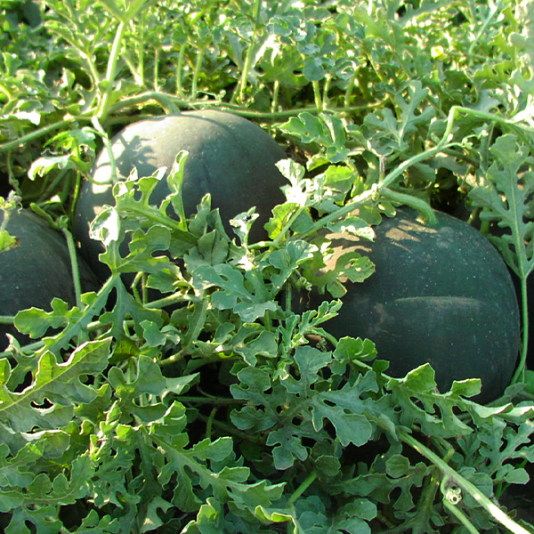 lubenica nostalgija f1