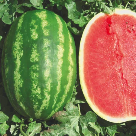 lubenica prismatica f1