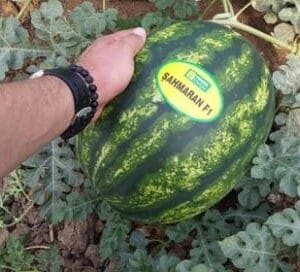 lubenica sahmaran f1