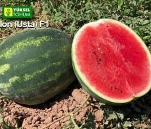 lubenica usta f1