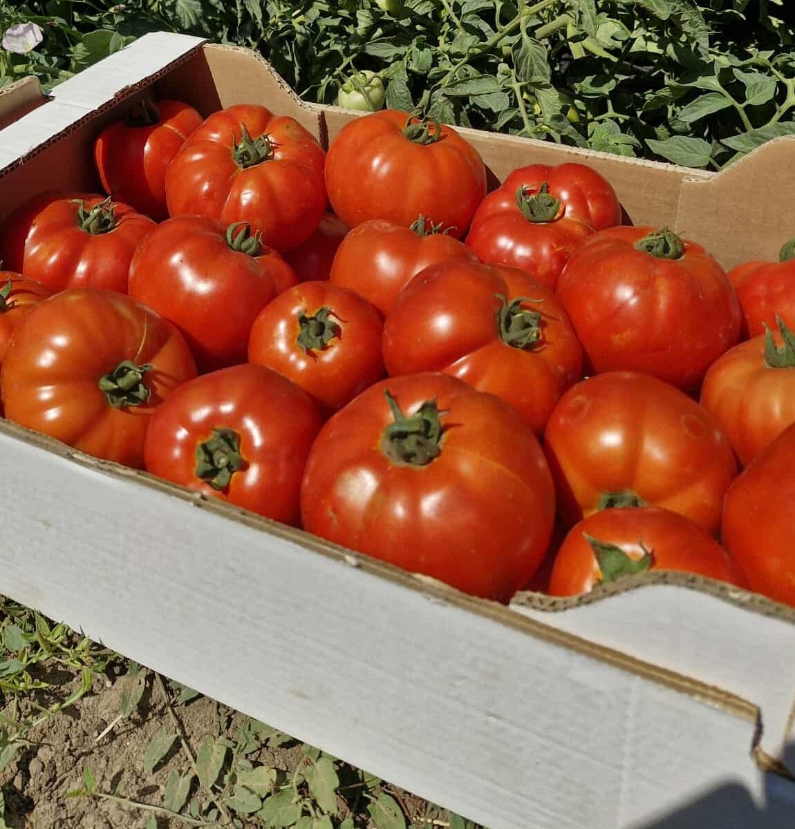 Paradajz Ofira F1 | 250sem / 500sem - Slika 2