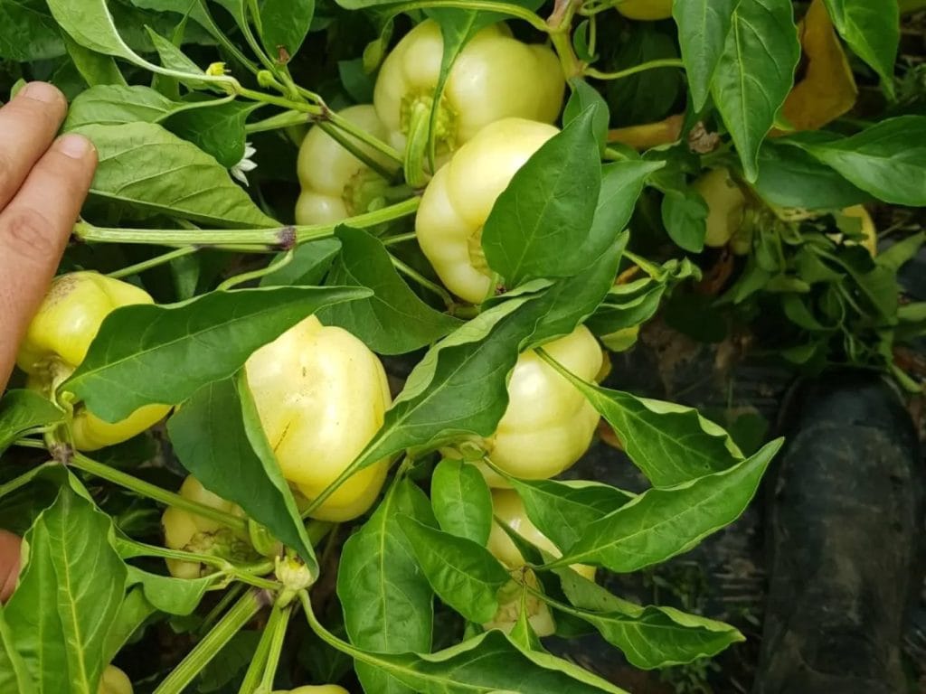 paprika apollo f1