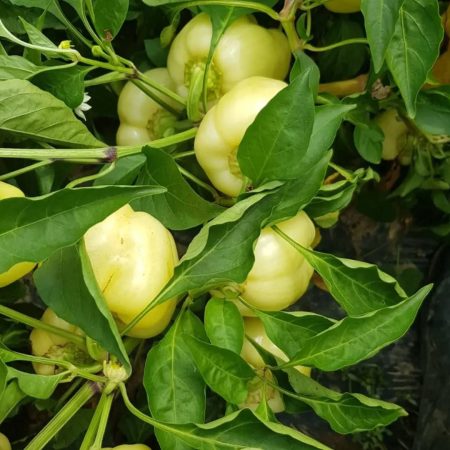 paprika apollo f1