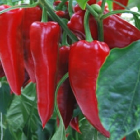 paprika archivarius f1