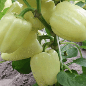 paprika ardus f1