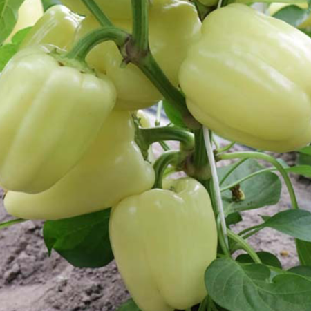 paprika ardus f1