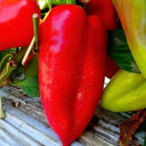 paprika ariadni f1