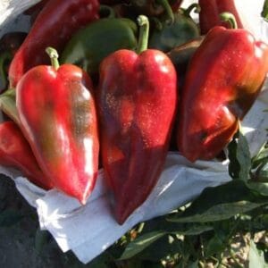 paprika atris f1