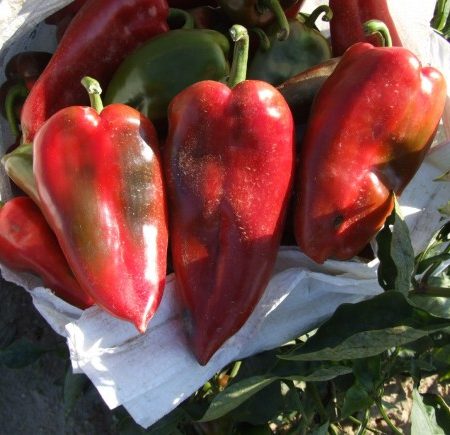 paprika atris f1
