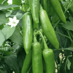 paprika barut f1