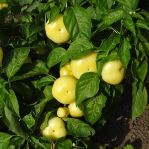 paprika bekes f1