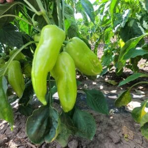 paprika belo zlato