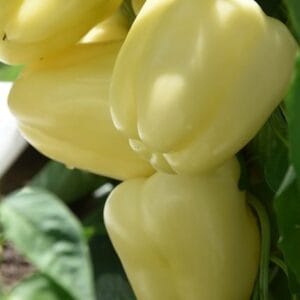 paprika bibic f1