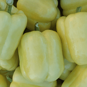 paprika blondy f1