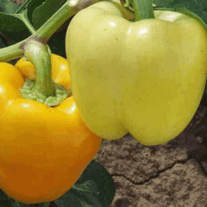 paprika bobita f1