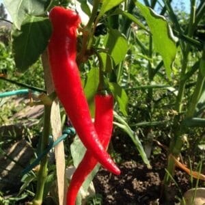 paprika bolero f1